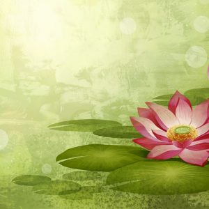 lotus-flowers-amazing-widecreen-hd-wallpapers-in-high-resolution