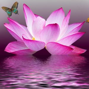 pink butterfly lotus